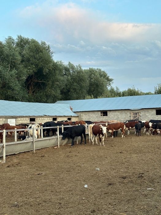 Коровы КРС бычки