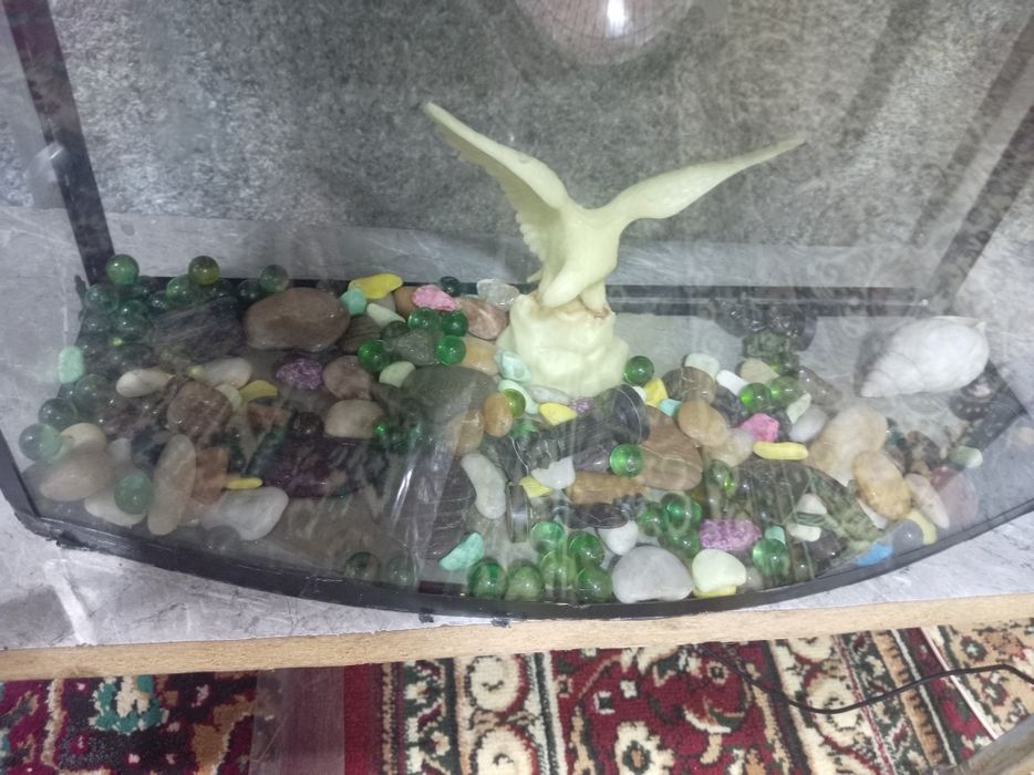 Аквариум баликлари билан