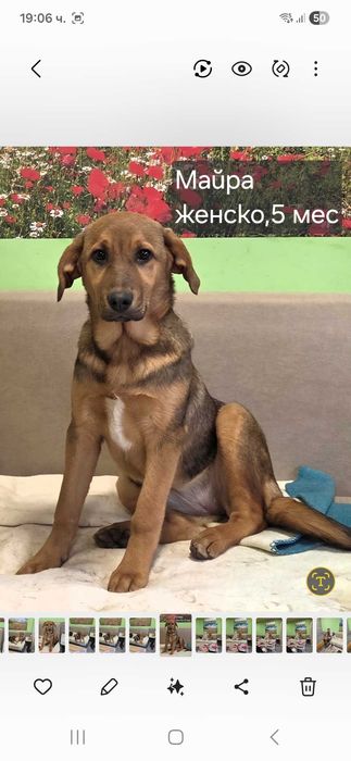 Подарявам кученца