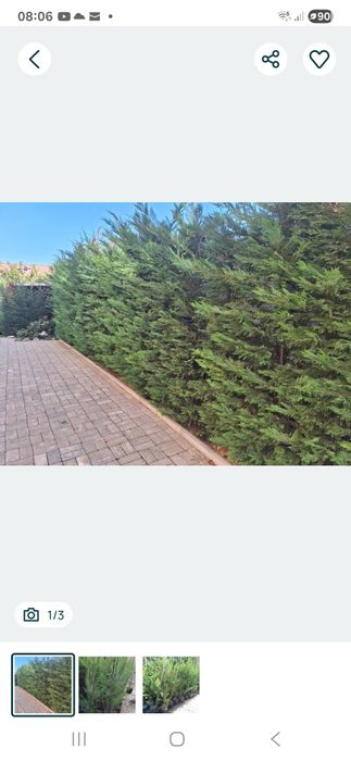 Leyandii Oradea ,gard viu