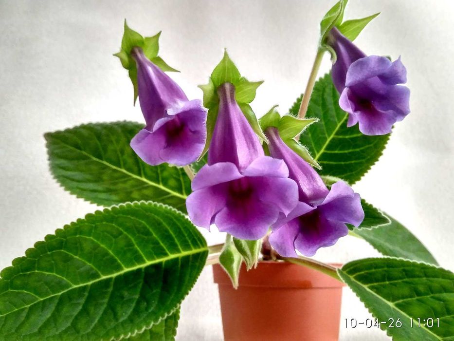 Саккулент Стапелия: Морская звезда, в простонародие "Рогач"