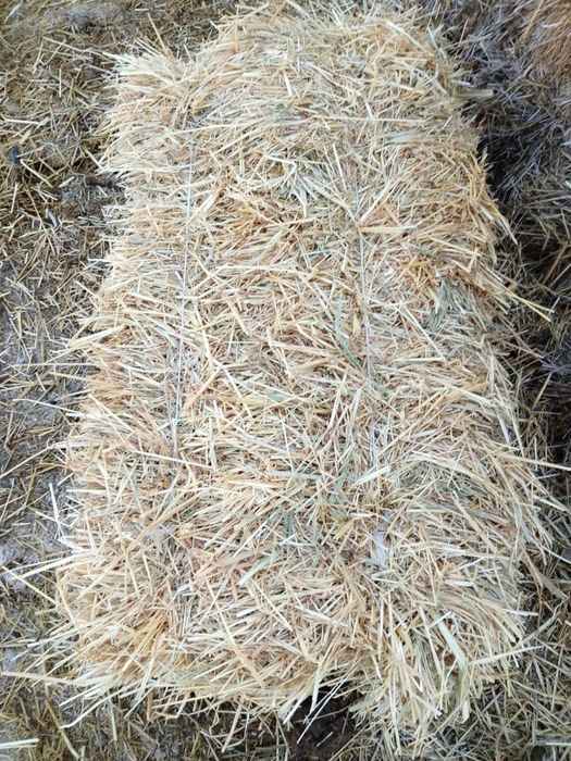 Сомон арпа 18000 мингдан