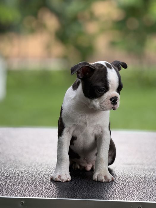 Boston Terrier (nu bulldog francez)