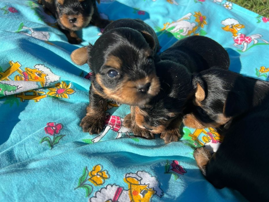 Продам очаровательных  щенков Йорка