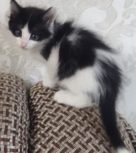 Котенок Малыш в добрые ручки