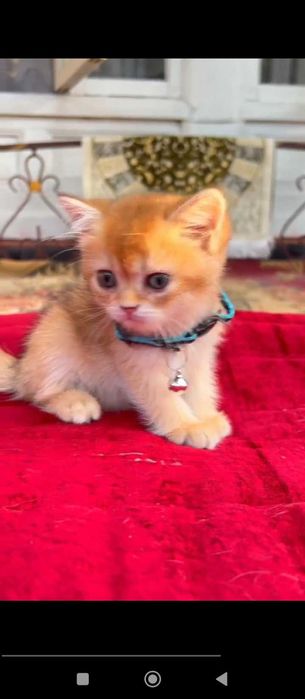 Котенок Британ шиншила ню 12