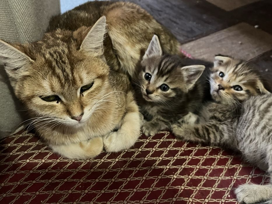 Мама с двумя котятами,одна девочка один мальчик