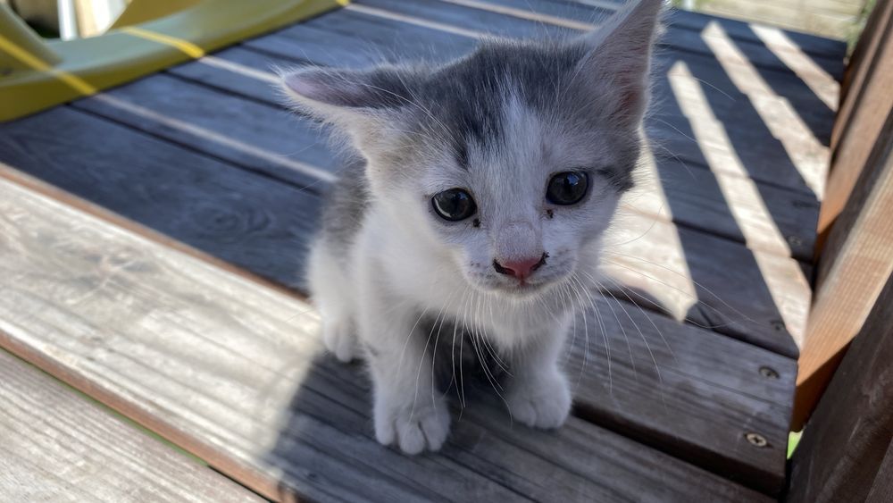 Отдам котят в добрые руки
