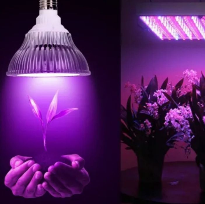 Фитолампы для цветов