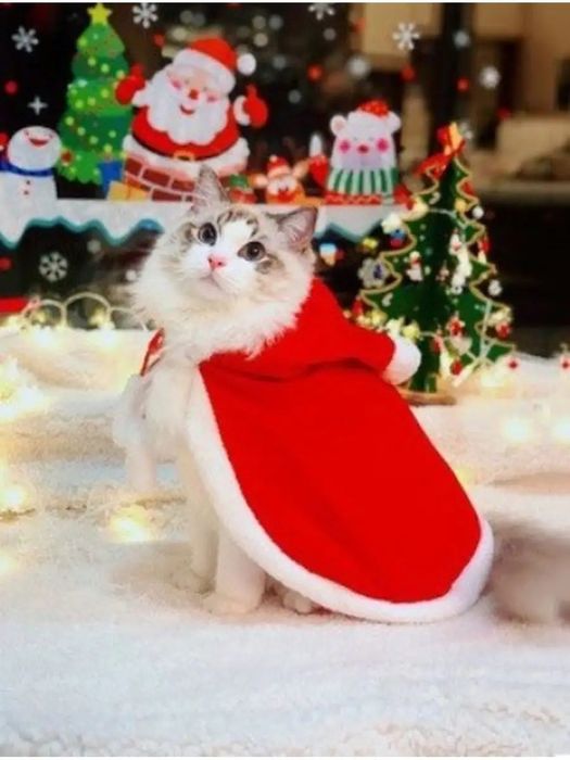 ЛУЧШИЕ кошки Кокшетау !