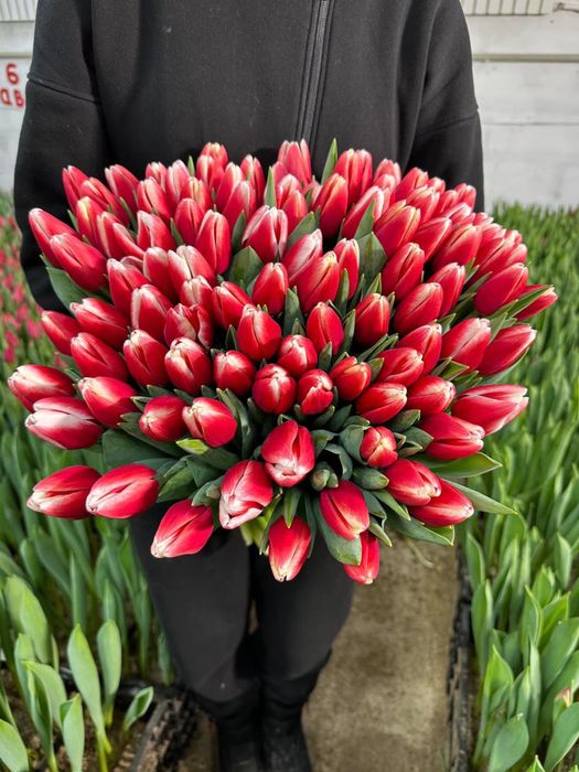 Тюльпаны цветы на праздники 8 мартах