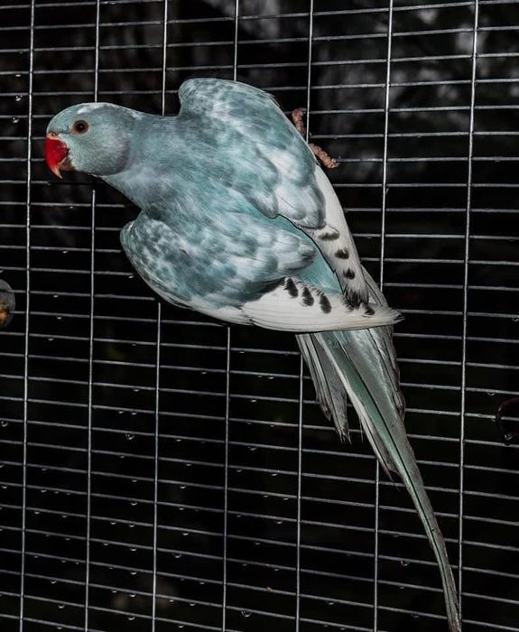 Малък Александър