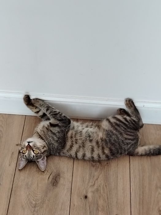 Продам помесь бенгальского котёнка