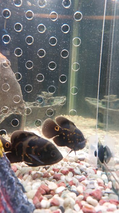 Астронотус глазчатый