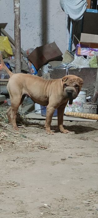 Paroda sharpey 1 yosh