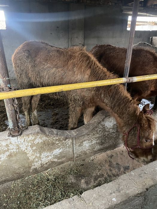 3 бас еркек жабағы сатылады срочна