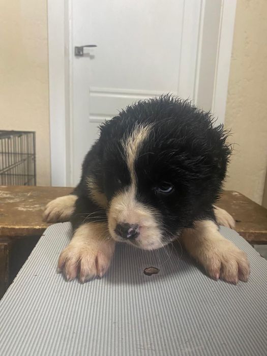 Щенки алабая шикарных кровей