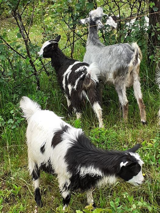 Capre cu iezi de vânzare. Pentru mai multe detali în privat