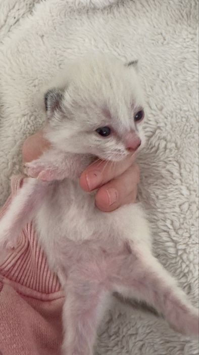 Отдаю котят, родились 31 марта