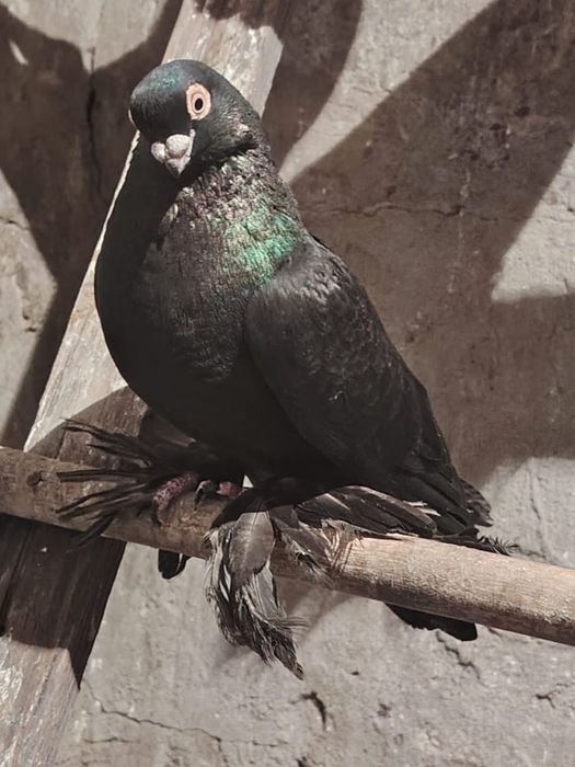 Продам чёрного самца