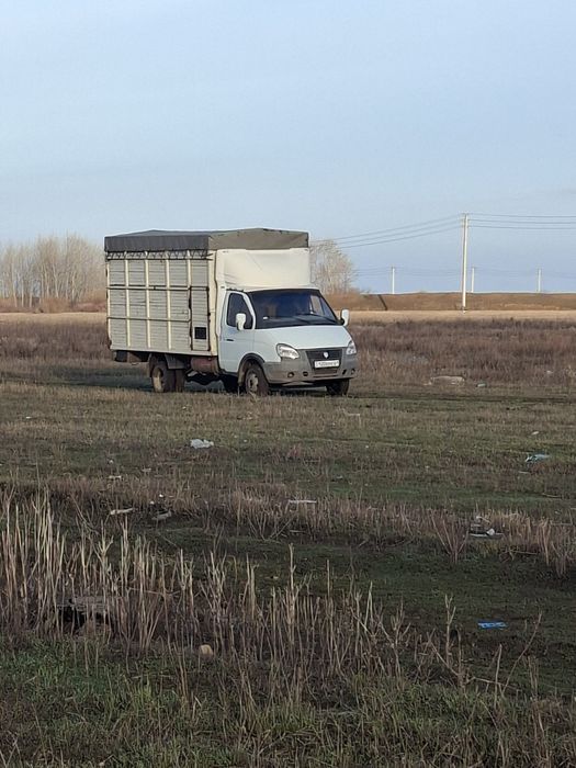 Газел чиста для сибя собранна вариант крс