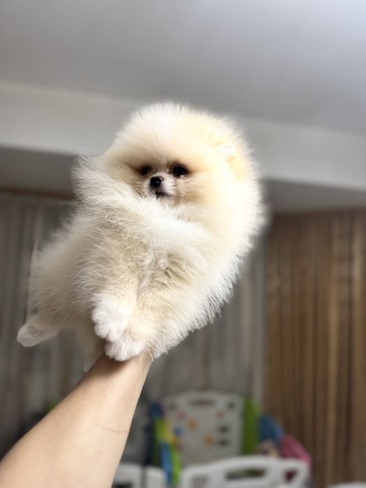Mascul pomeranian extra mic