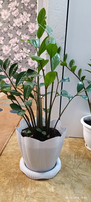 Домашние цветы,ухоженные