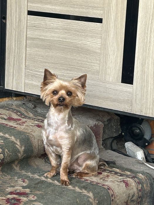 Вязка йоркширского терьера