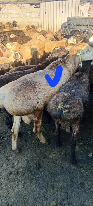 Продам Қошқар. Упитанный.