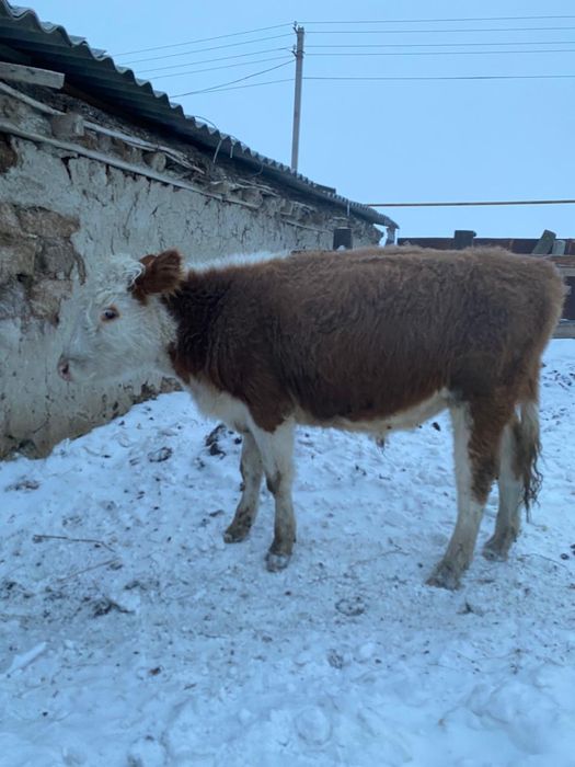 Продам , годовалый бычок.