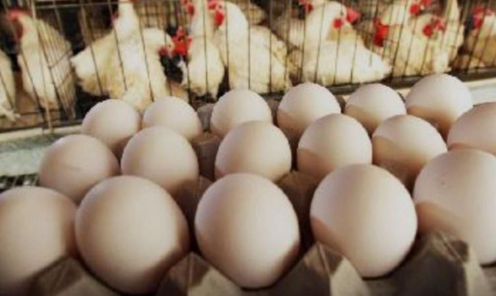 Куры не сушки породы Коралл