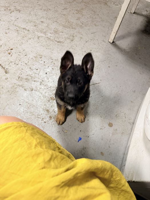 Немецкая овчарка