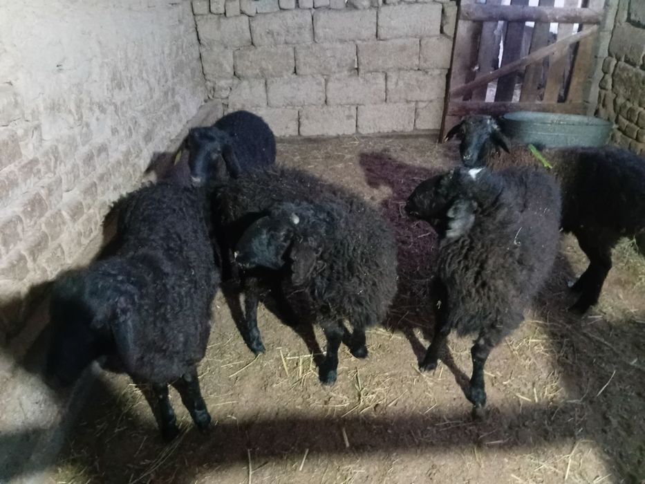 Қошқарлар  бар  хабарласыңыздар