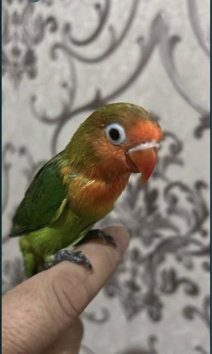 Продается ручной попугай неразлучники