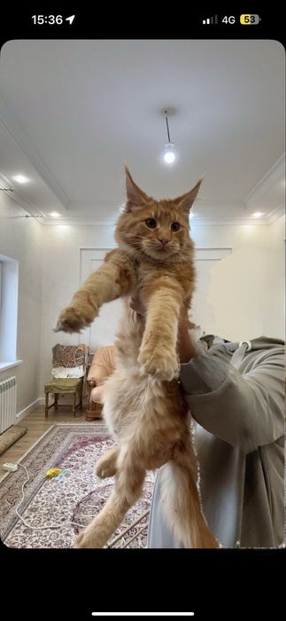 Котенок Мейн-кун