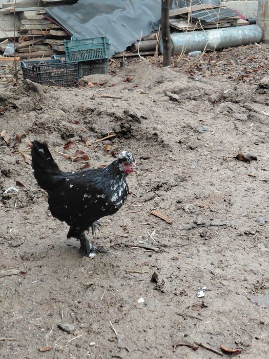 Карлик Япончик лахматый