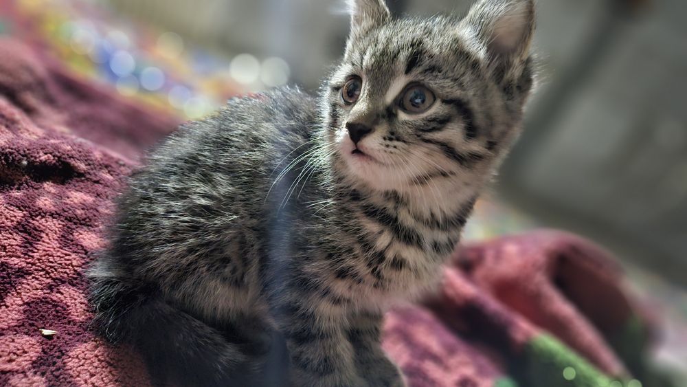 Mushuk kulrang chiroyli