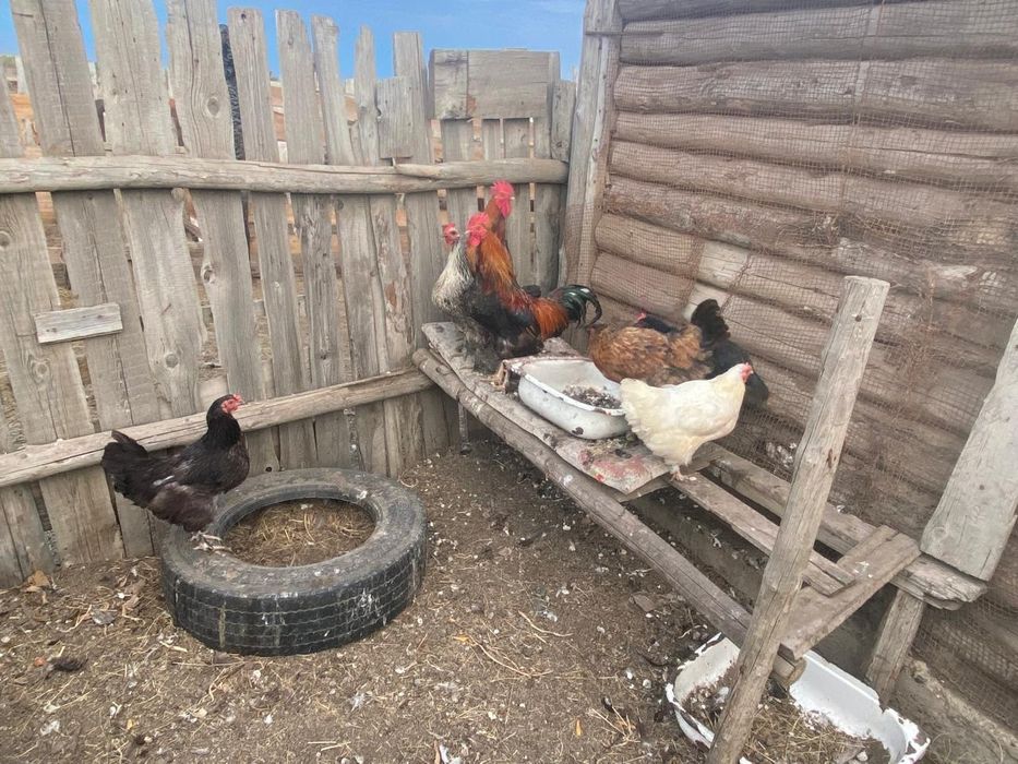 Балапандар мен тауықтар сатлад