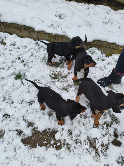 Donez 7 căței - 5 băieți și 2 fetițe,vârstă 2 luni jumătate.