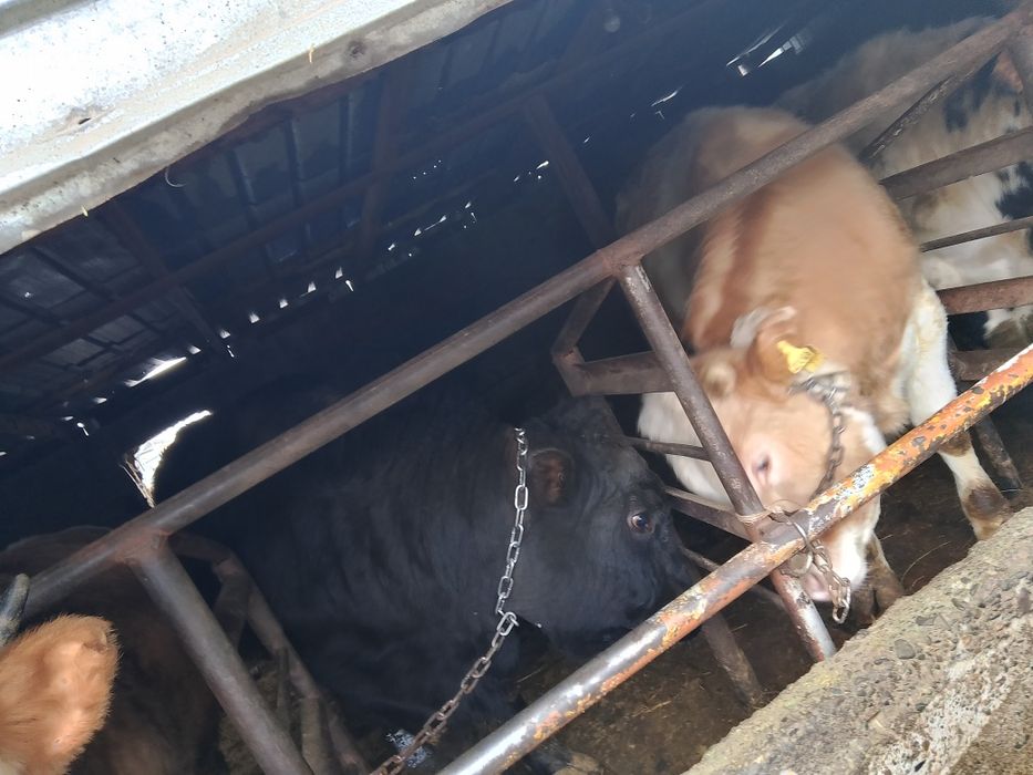 Продам откормленных Бычков