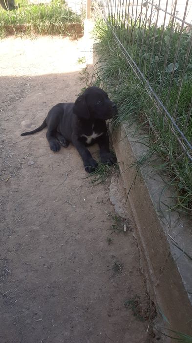Mascul cane corso negru