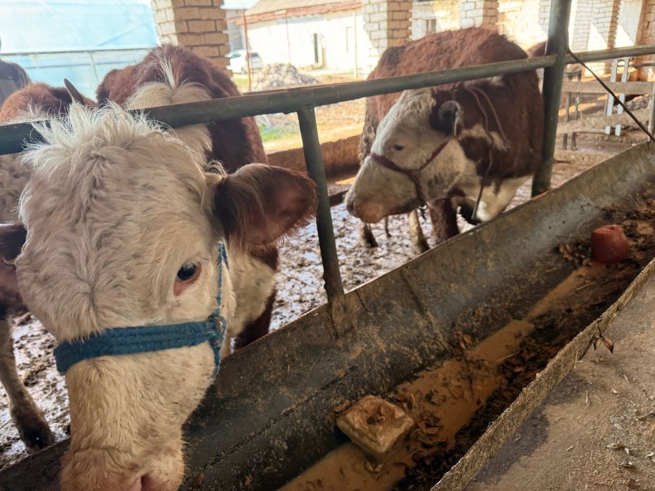 Sigir sotiladi qora mol chorva