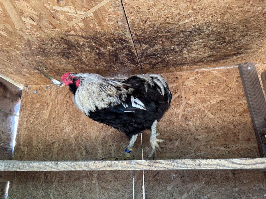 Cocos de Araucana