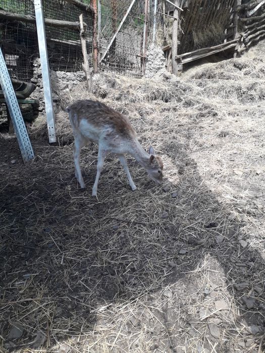 Vind trofee si o pereche de lopătari de anul trecut