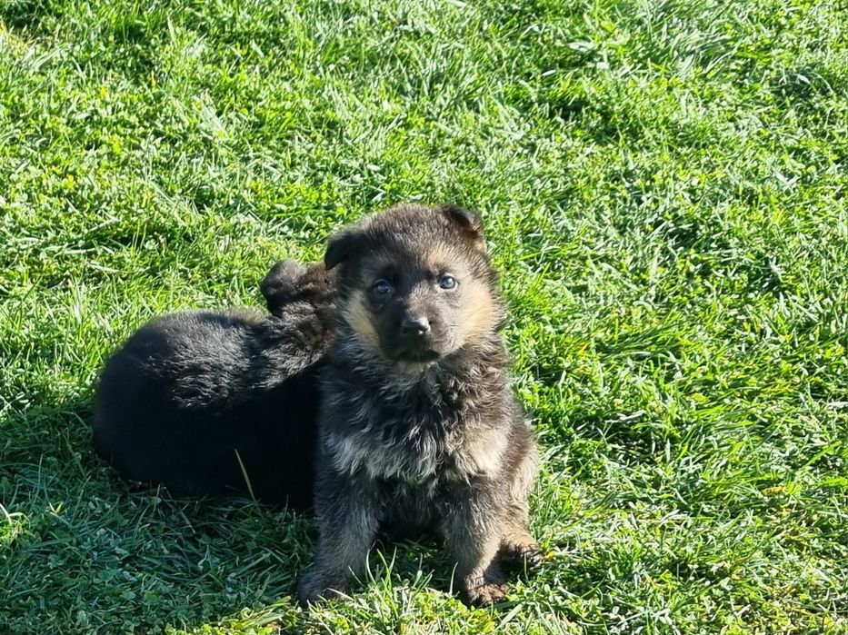Малки немски овчарки