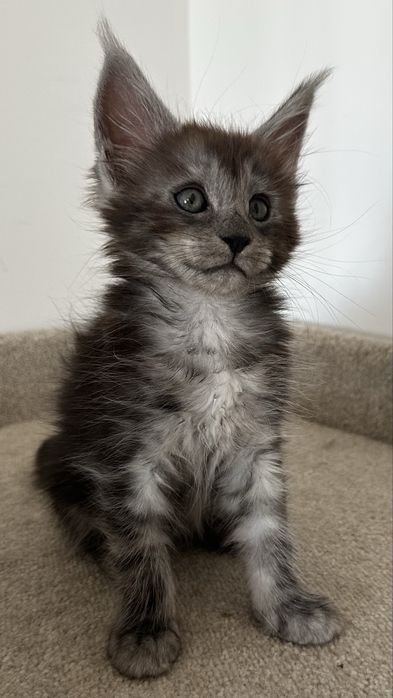 Продаются Мейн-Кунунчики! Питомник! Котята!