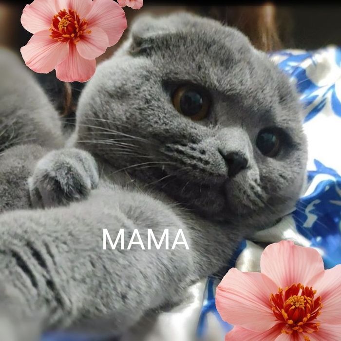 Продаются британские котята .