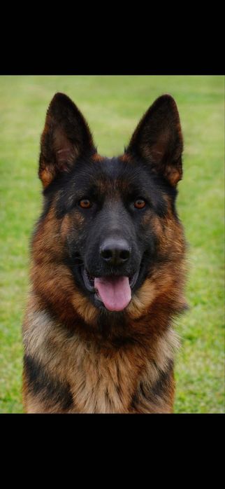 Femela ciobănesc german campioană cu pedigree linie de show testată