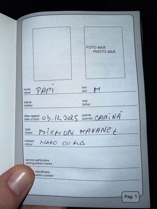 Donez pui de bichon unei famili iubitoare