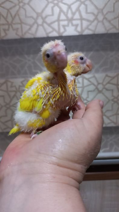 Продаются птенцы Какарика